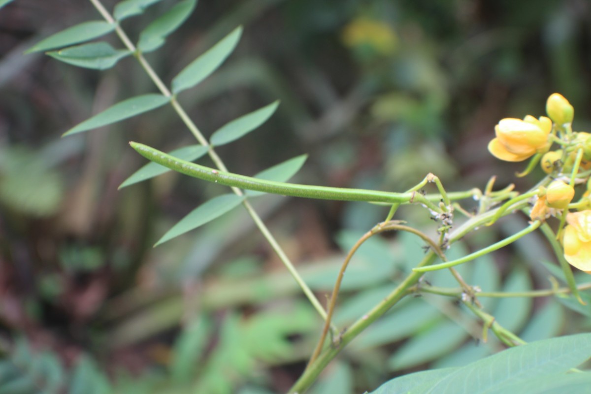 Senna sophera (L.) Roxb.